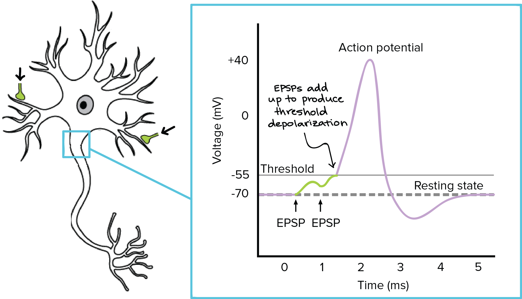 action-potential