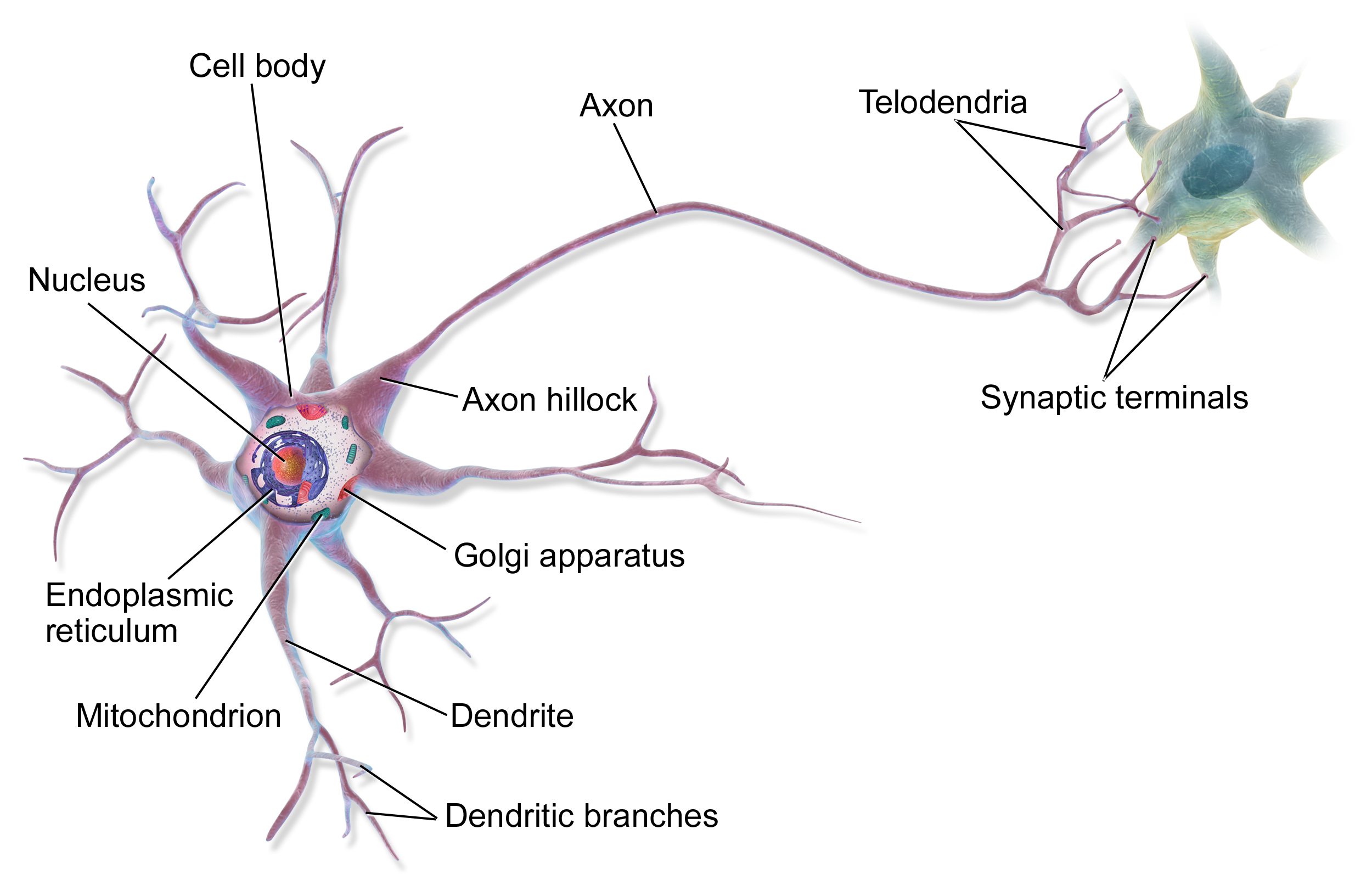 neuron